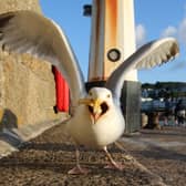 Calls have been rejected to make it easier to control Edinburgh's "menacing" seagull population