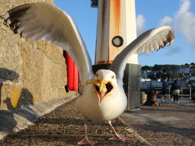 Calls have been rejected to make it easier to control Edinburgh's "menacing" seagull population