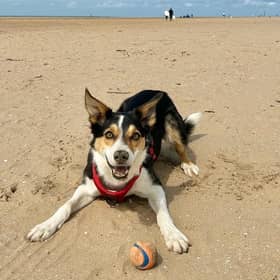 Border Collie Jax.