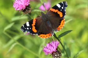Red admiral butterflies have increased ten-fold