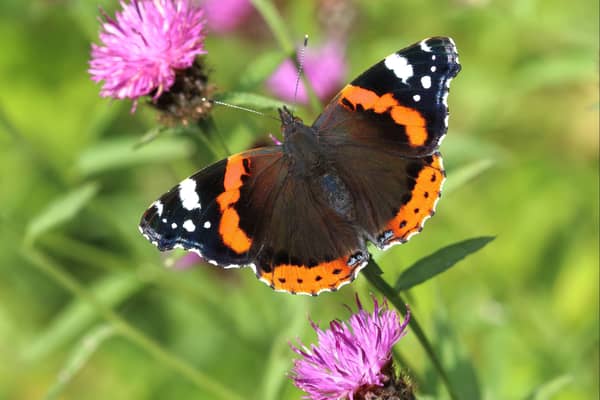 Red admiral butterflies have increased ten-fold