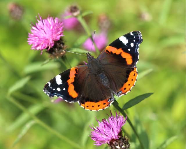 Red admiral butterflies have increased ten-fold