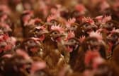A teenager has been hospitalised after contracting bird flu, in the first suspected case found in the country. 