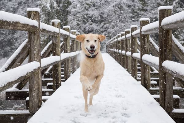 Some dogs are able to cope with winter conditions better than others.