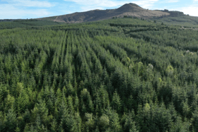 A forest dubbed 'the Rolls Royce of Scottish forestry' has come on the market 
