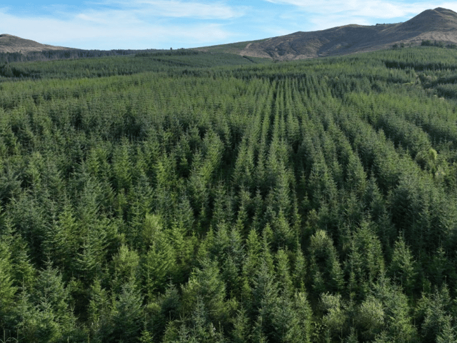 A forest dubbed 'the Rolls Royce of Scottish forestry' has come on the market 