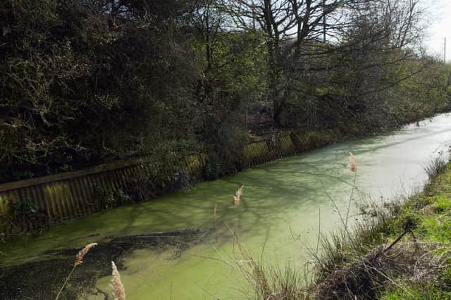 An excess of nutrients can cause algal blooms which kill off fish and other river species (Picture: David Potter/Construction Photography/Avalon)