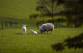 The Scottish Government took £46m from the agriculture budget in 2022 and 2023 as the country coped with the soaring cost of energy