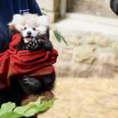 Edinburgh Zoo has blamed fireworks for the death of a baby red panda