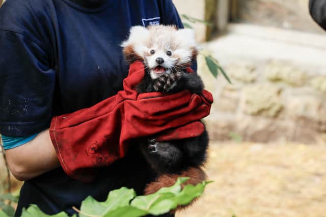 Edinburgh Zoo has blamed fireworks for the death of a baby red panda