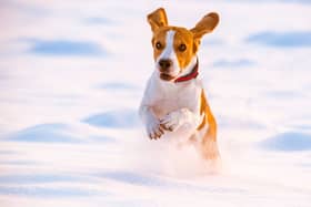 Winter dog walks can be fun - but there are precautions you should take.