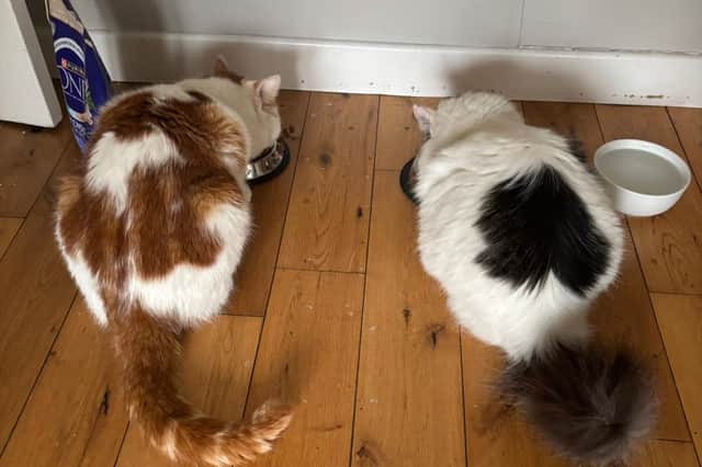 Missy (pictured on the right), the missing cat from Cumbernauld near Glasgow, has stunned its owners after disappearing before turning up 300 miles away in Coventry. Picture: Cara McBurnie/PA Wire