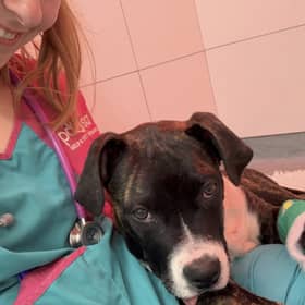 Bruno the dog recovering after the surgery at Manchester PDSA Pet Hospital
