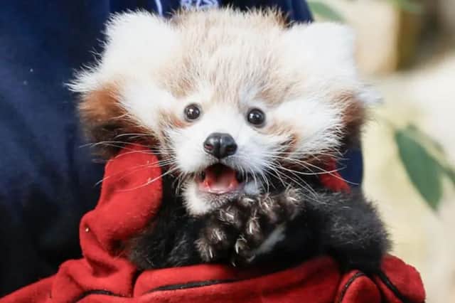  There were calls for tighter restrictions on fireworks after a baby red panda at Edinburgh Zoo died on Bonfire Night in 2024 
