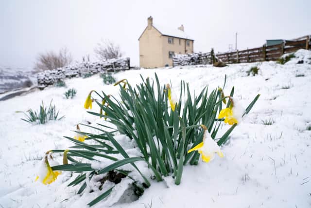 Daffodil blooms in the snow. Picture: PA