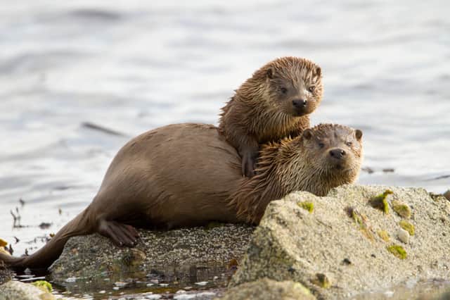 A mother otter with her cub on a shoreline in Shetland