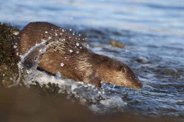 Dr Sara Lodge's first encounter with an otter was a memorable one