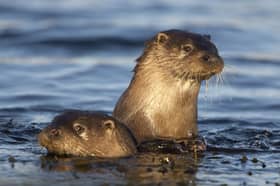 Spotting an otter can be a difficult task, as Dr Sara Lodge discovered