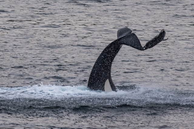 An orca flips a seal out of the water during a hunt off Shetland