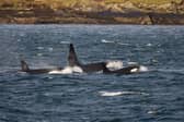 Orcas swimming off the coast of Shetland