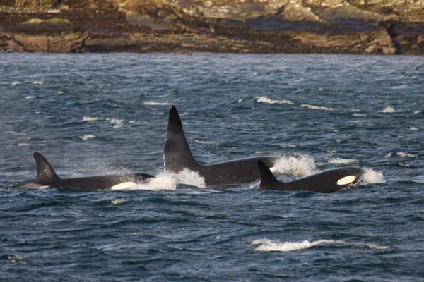 Orcas swimming off the coast of Shetland