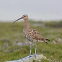 Curlew numbers have fallen dramatically in recent years across the UK and Ireland