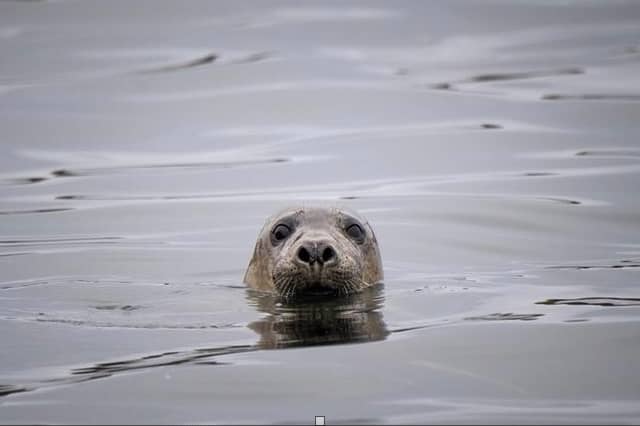 A grey seal