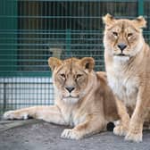The two lionesses that were rescued from a conflict zone in Ukraine 