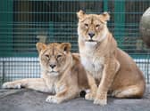 The two lionesses that were rescued from a conflict zone in Ukraine 