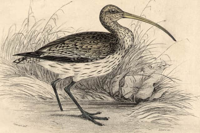 Curlews have a significant place in Scottish mythology, reflecting how common they used to be (Picture: Hulton Archive)