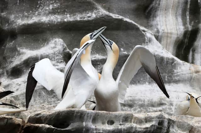 Gannets display courtship behaviour