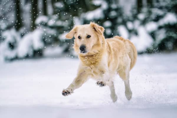 Dogs often love playing in the snow - but how cold is too cold?