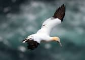 A gannet in flight near Hermaness, the most northerly point of the island of Unst