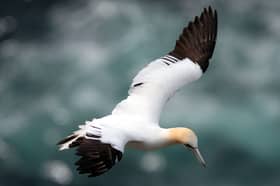 A gannet in flight near Hermaness, the most northerly point of the island of Unst