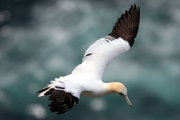 A gannet in flight near Hermaness, the most northerly point of the island of Unst