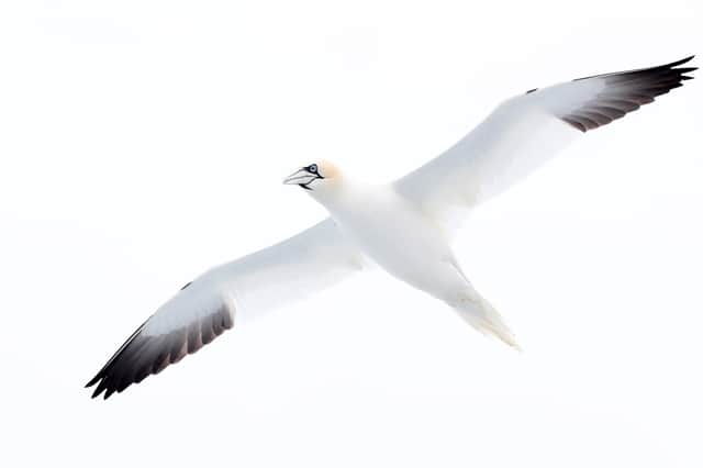 Gannets are able to fly long distances and dive deep underwater in search of food