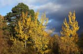 Aspen trees with Scots pine in the background under a stormy autumn sky at Dundreggan, Glenmoriston