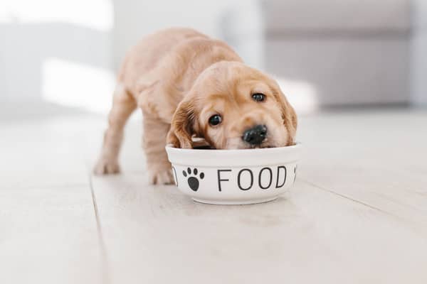 Sometimes it's good to switch your dog's diet.