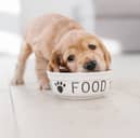 Sometimes it's good to switch your dog's diet.