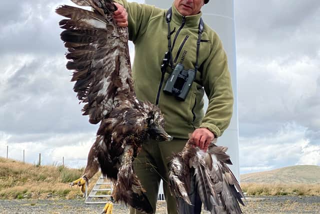 A golden eagle, Sparky, has been killed by a wind turbine in the south of Scotland