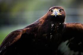 A golden eagle has been killed by a wind turbine in the south of Scotland 