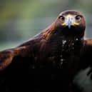 A golden eagle has been killed by a wind turbine in the south of Scotland 