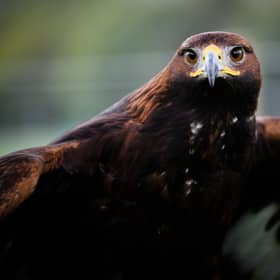 A golden eagle has been killed by a wind turbine in the south of Scotland 