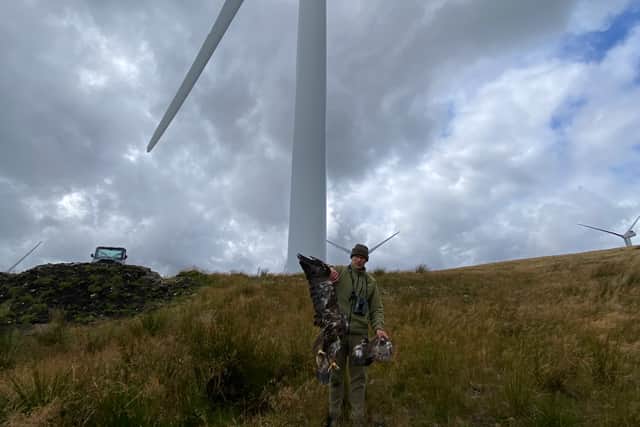 An investigation found the bird was killed by a wind turbine strike