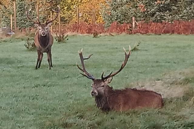 Two wild stags in Glen Wilkinson's garden. The one on the right was the stag that charged him. Picture: Glen Wilkinson/SWNS