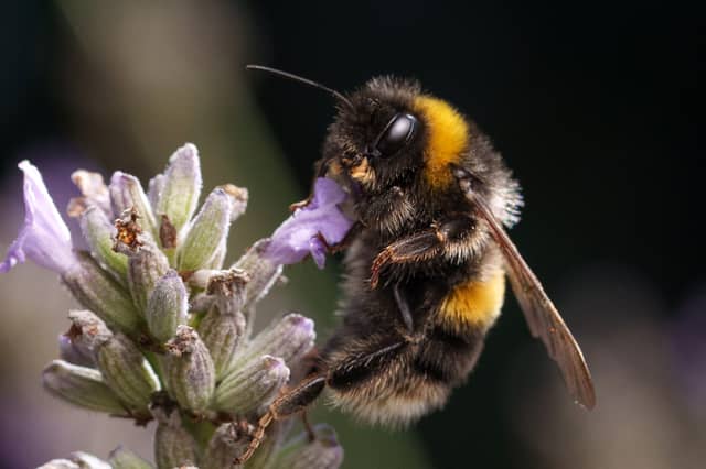 Britain's bumblebees have been in trouble in recent years but it's a mistake to write them off (Picture: Christopher Furlong)