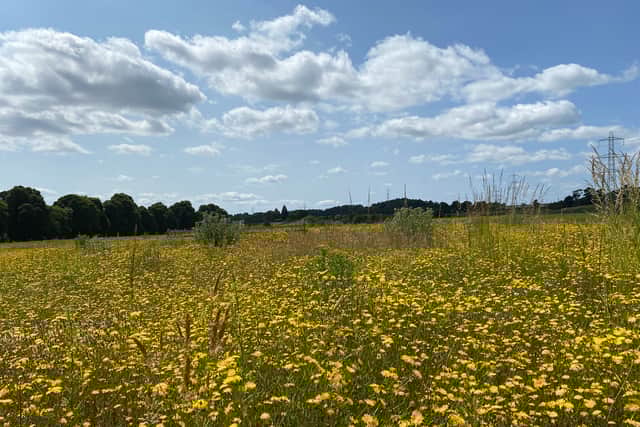A photo of East Field two years later, in 2023, when bumblebee numbers increased by 116 times what they were in 2021