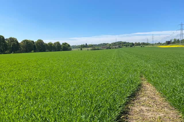 A picture of East Field, where the bumblebee population has been monitored, from 2021