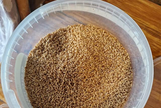 Oats grown and harvested from Mike and Clare's croft on Lismore