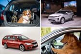 Some cars are perfectly suited for pups.
